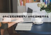 小叶红豆可以预报天气？小叶红豆树能干什么？